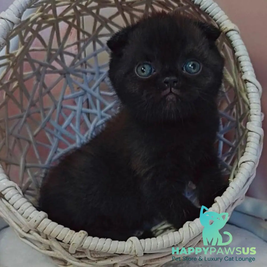Xander Scottish Fold male black - live animals