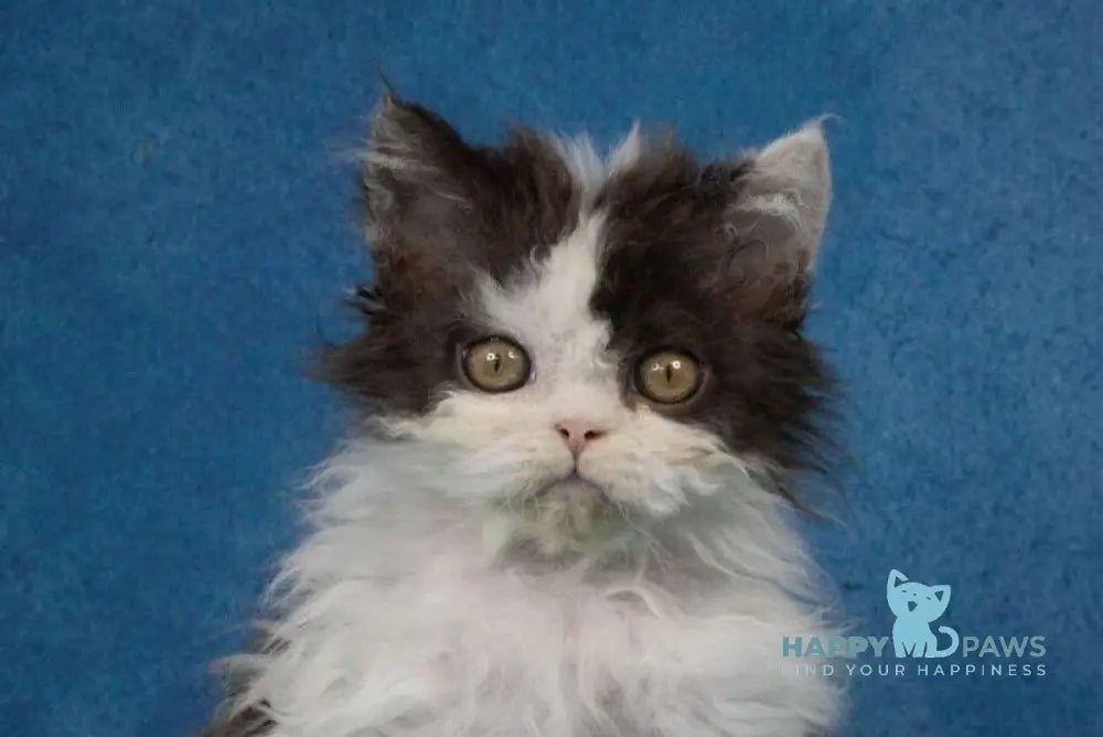 Xander Selkirk Rex male black harlequin live animals