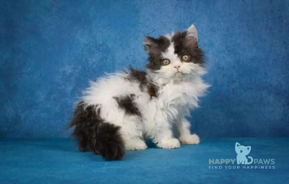 Xander Selkirk Rex male black harlequin live animals