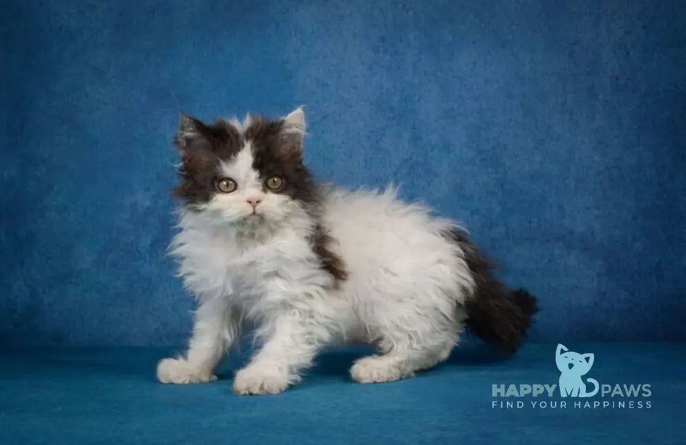 Xander Selkirk Rex male black harlequin live animals