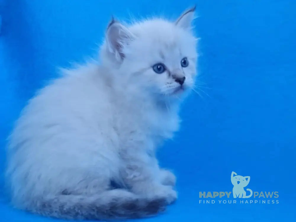 Xander Siberian male black tabby pointed live animals