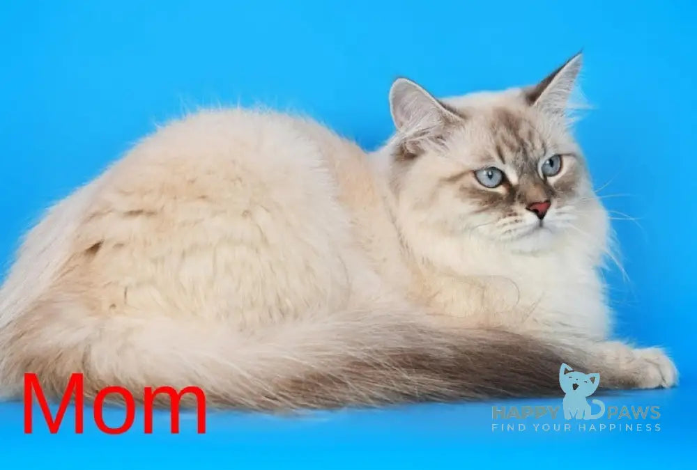 Xander Siberian male black tabby pointed live animals