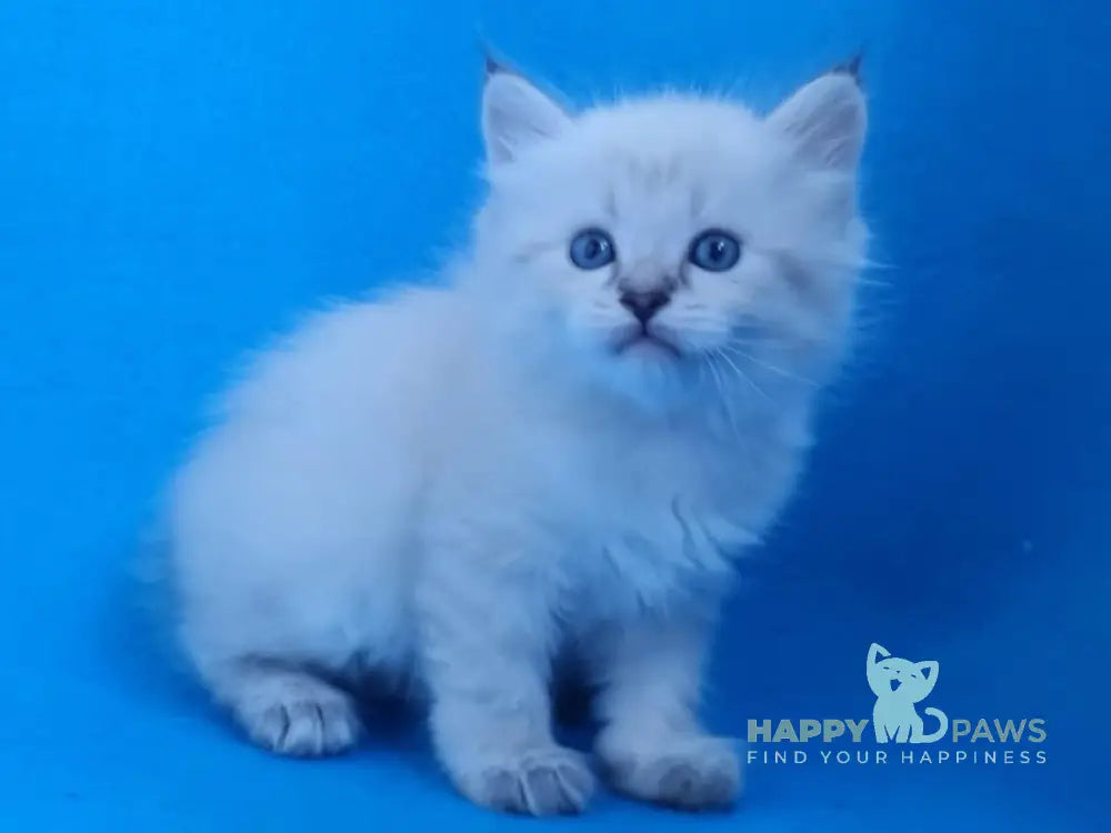 Xander Siberian male black tabby pointed live animals