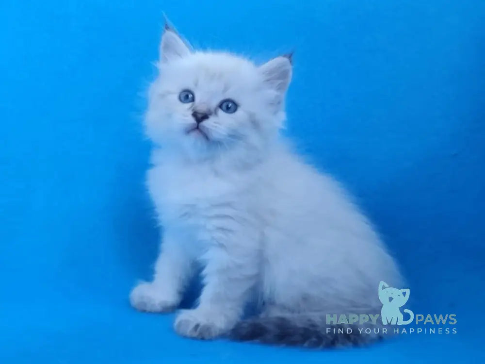 Xander Siberian male black tabby pointed live animals