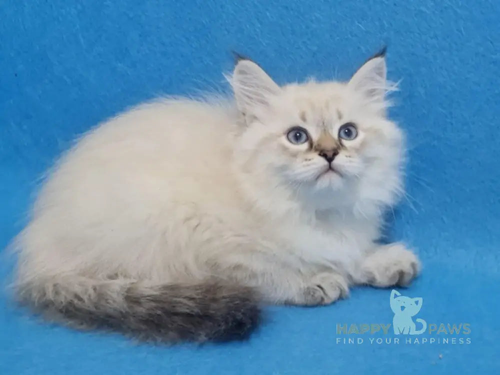 Xander Siberian male black tabby pointed live animals