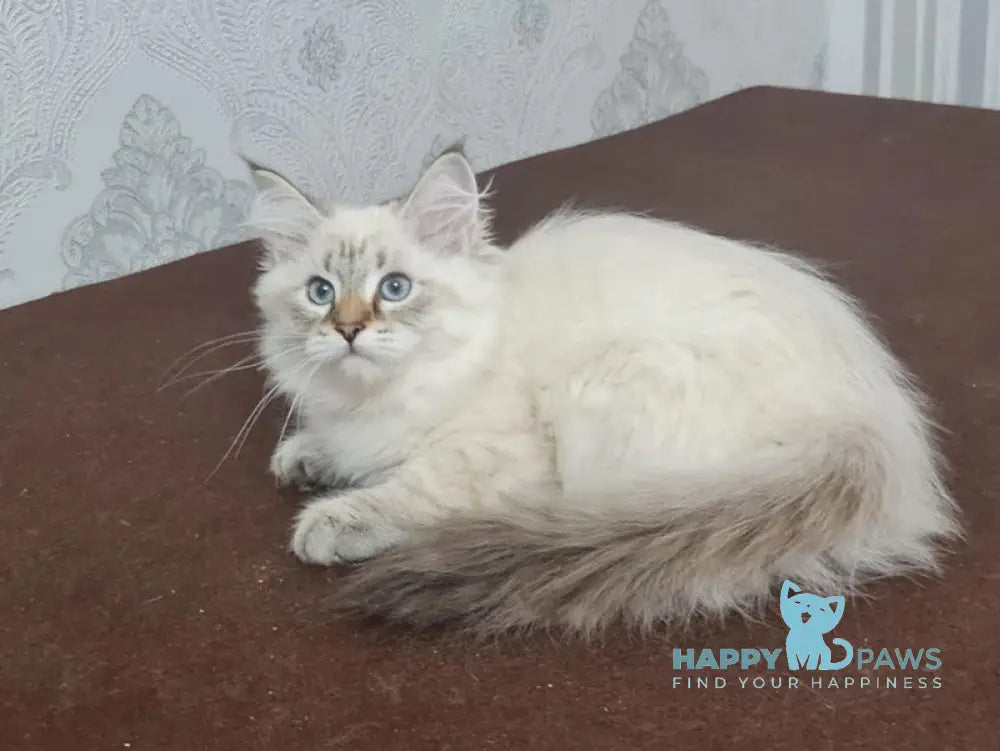 Xander Siberian male black tabby pointed live animals