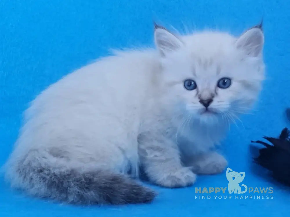 Xander Siberian male black tabby pointed live animals