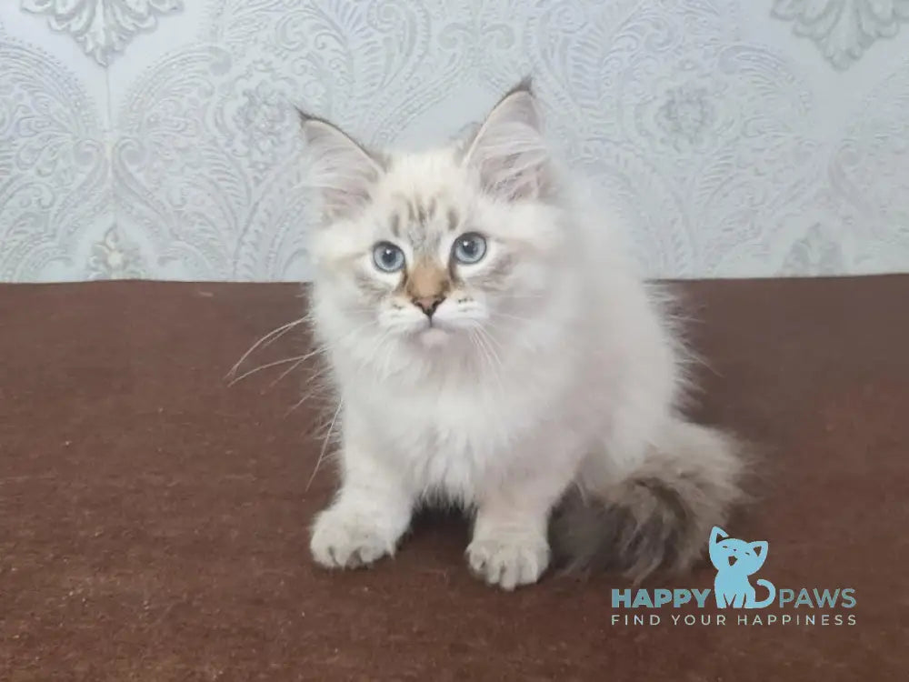 Xander Siberian male black tabby pointed live animals