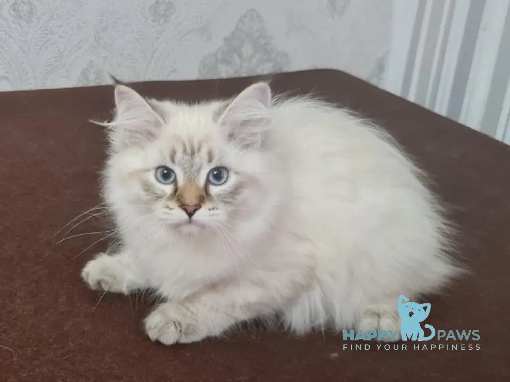 Xander Siberian male black tabby pointed live animals