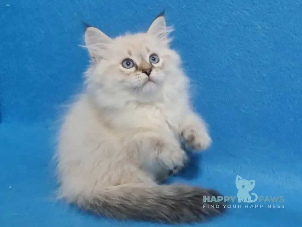 Xander Siberian male black tabby pointed live animals