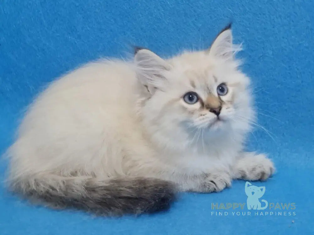 Xander Siberian male black tabby pointed live animals