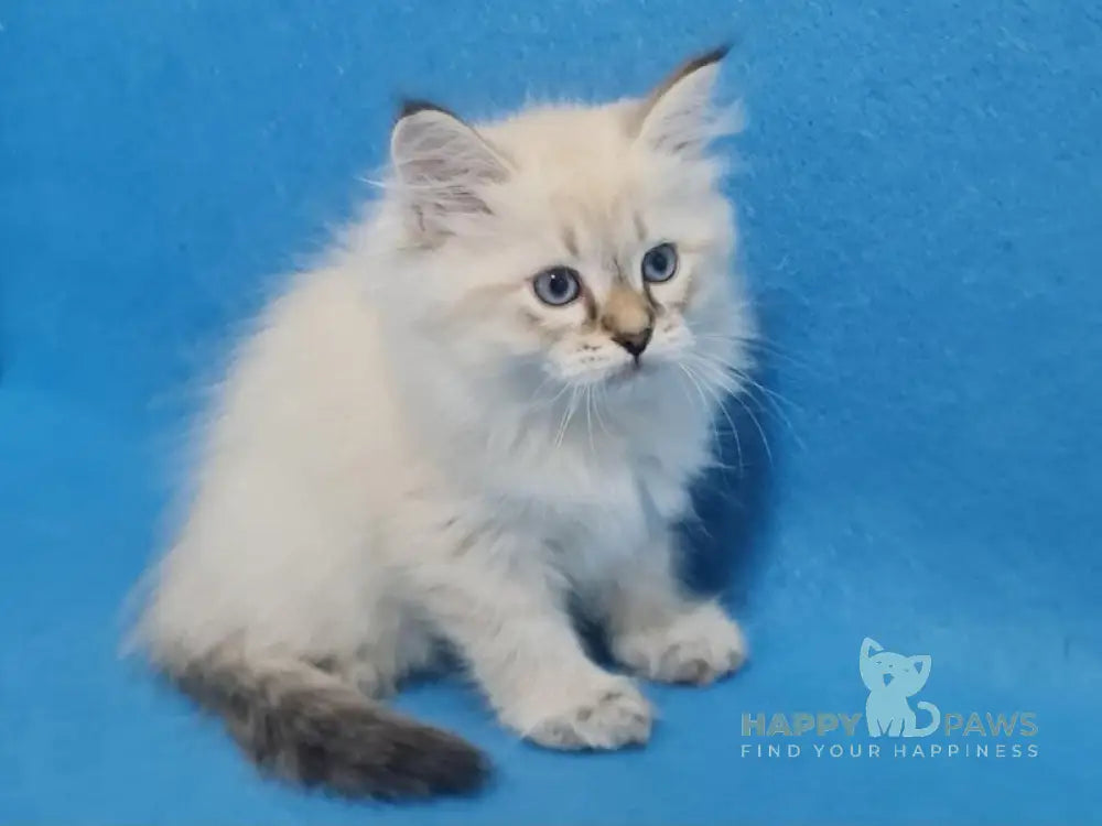 Xander Siberian male black tabby pointed live animals