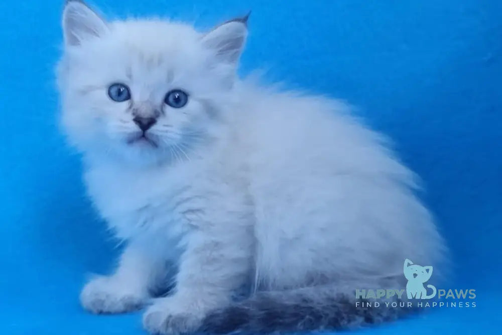 Xander Siberian male black tabby pointed live animals