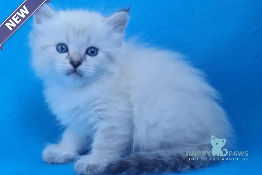 Xander Siberian male black tabby pointed live animals
