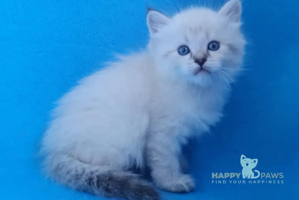 Xander Siberian male black tabby pointed live animals