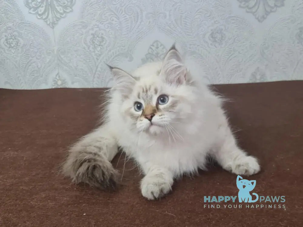 Xander Siberian male black tabby pointed live animals