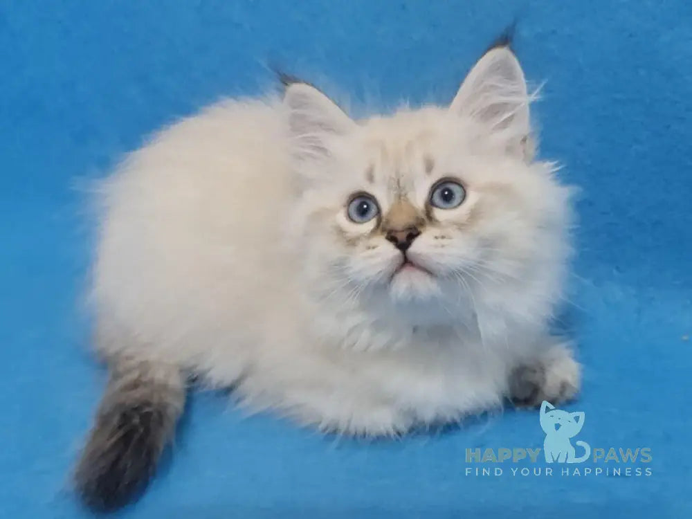 Xander Siberian male black tabby pointed live animals