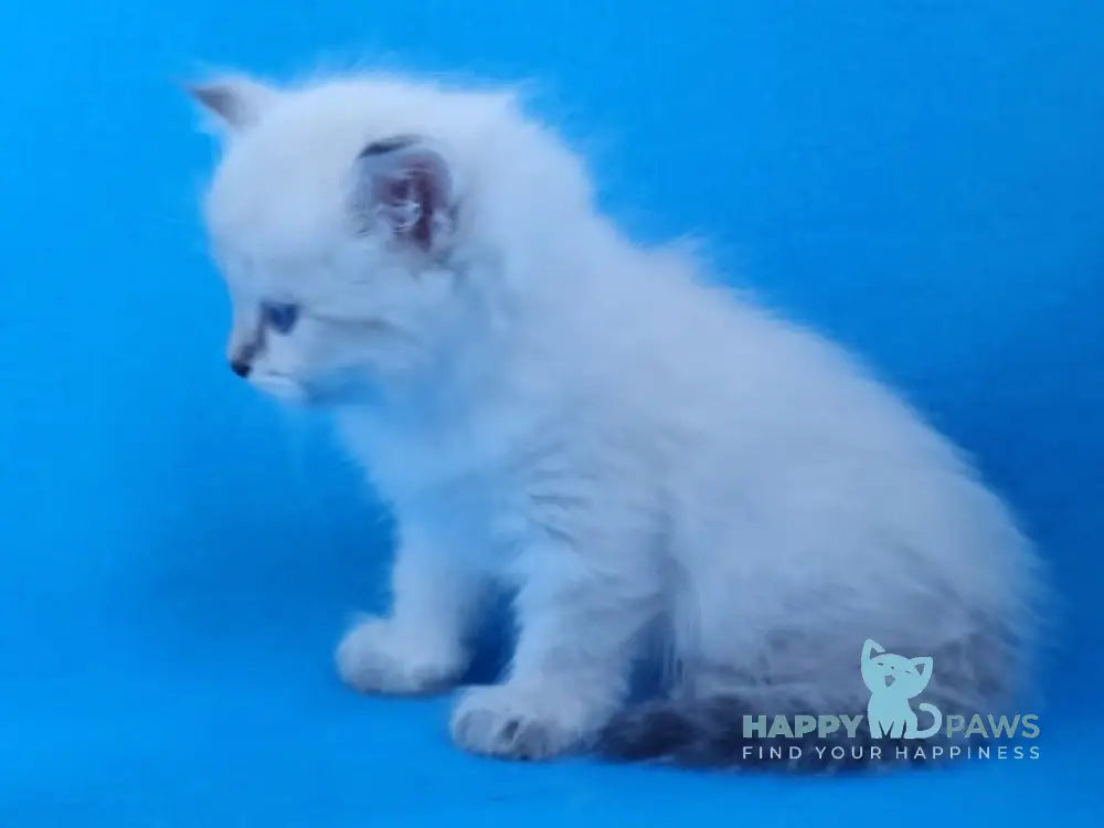 Xander Siberian male black tabby pointed live animals