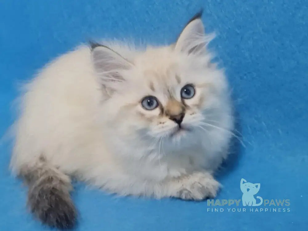 Xander Siberian male black tabby pointed live animals