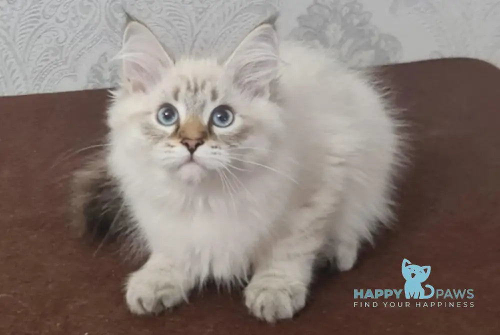 Xander Siberian male black tabby pointed live animals