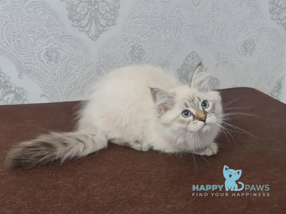 Xander Siberian male black tabby pointed live animals