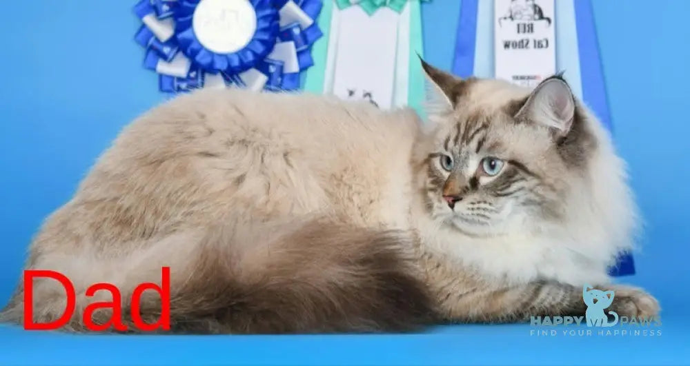 Xander Siberian male black tabby pointed live animals