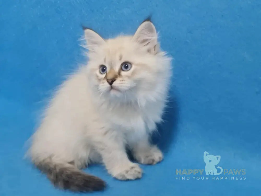 Xander Siberian male black tabby pointed live animals