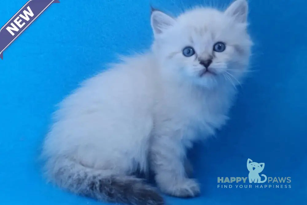 Xander Siberian male black tabby pointed live animals