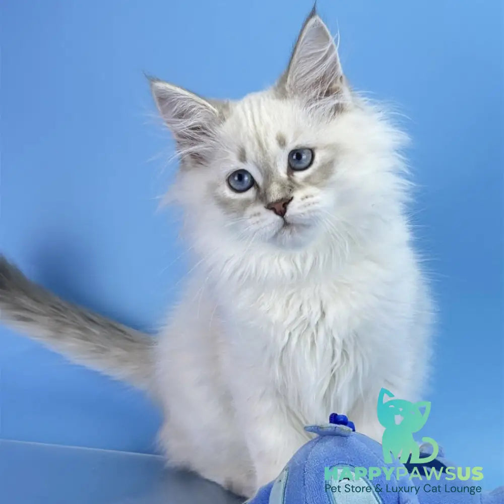 Xander Siberian male blue tabby pointed - live animals