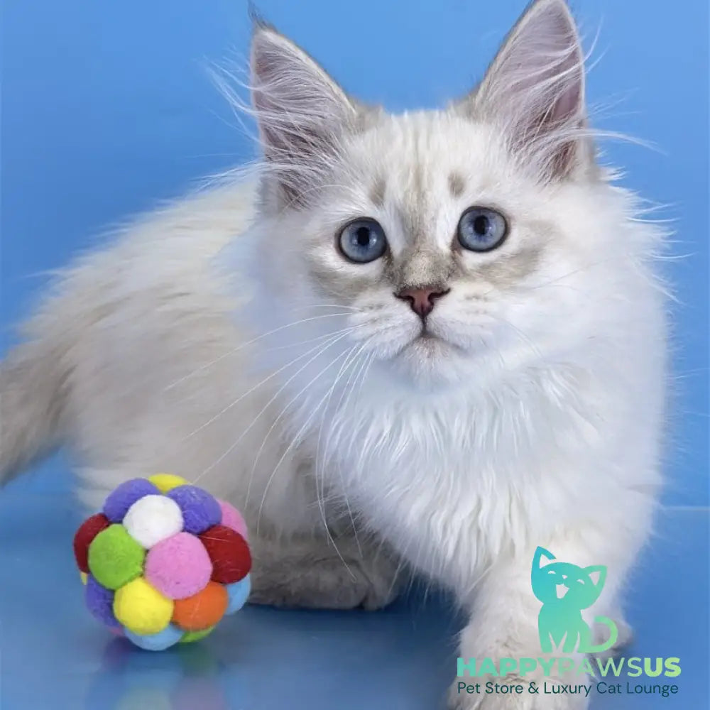 Xander Siberian male blue tabby pointed - live animals