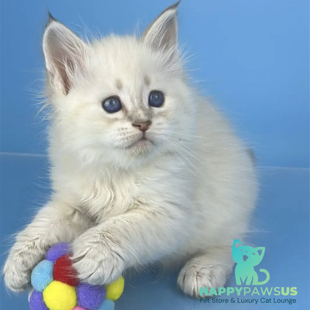 Xander Siberian male blue tabby pointed - live animals