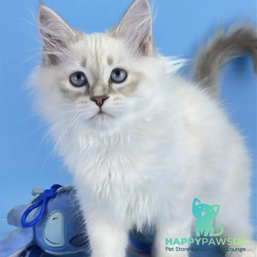 Xander Siberian male blue tabby pointed - live animals