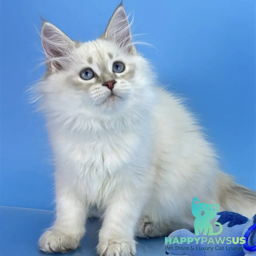 Xander Siberian male blue tabby pointed - live animals