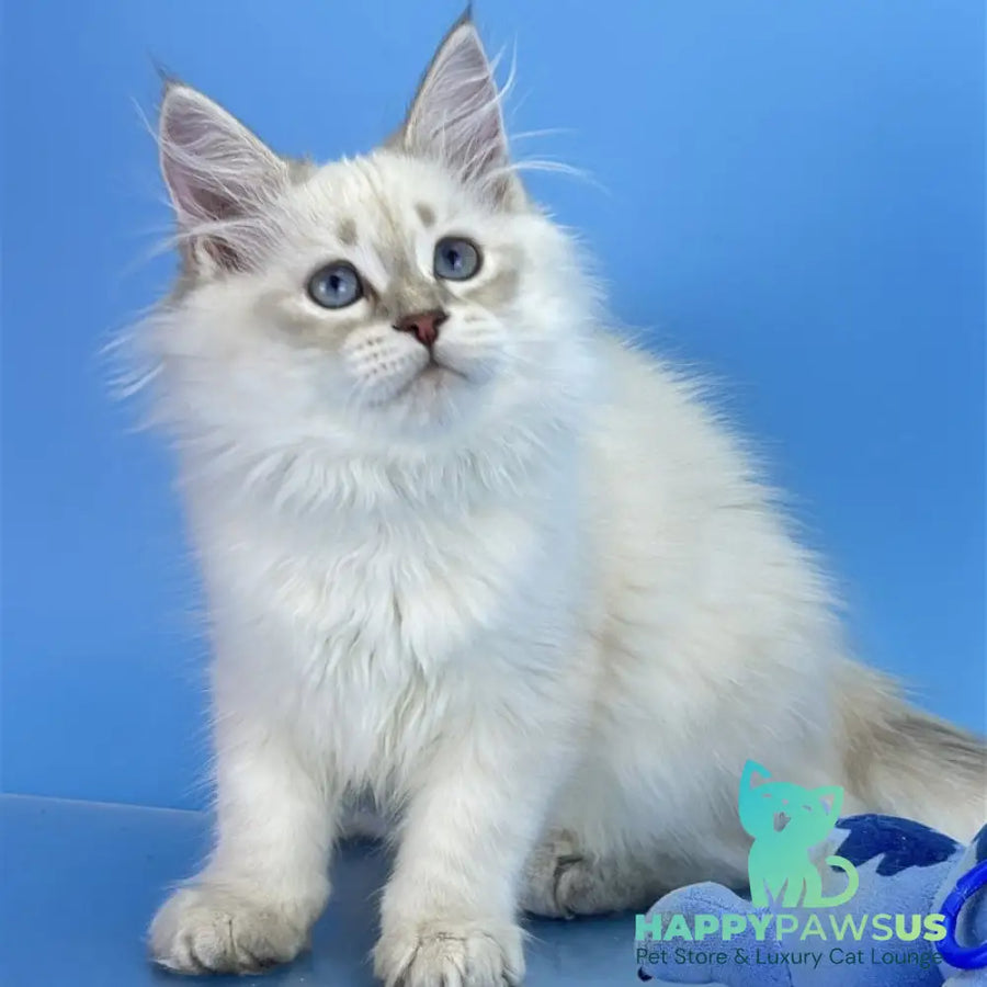 Xander Siberian male blue tabby pointed - live animals