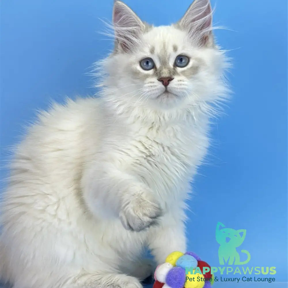 Xander Siberian male blue tabby pointed - live animals