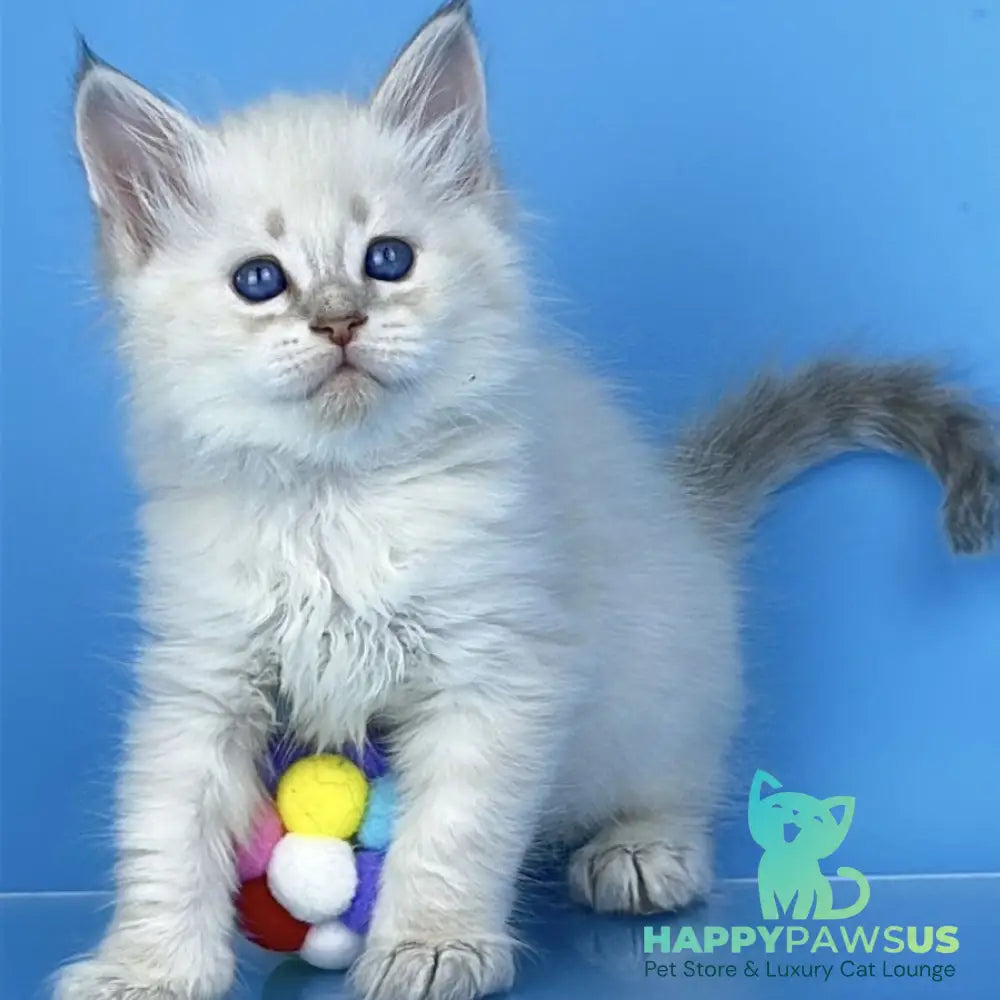 Xander Siberian male blue tabby pointed - live animals