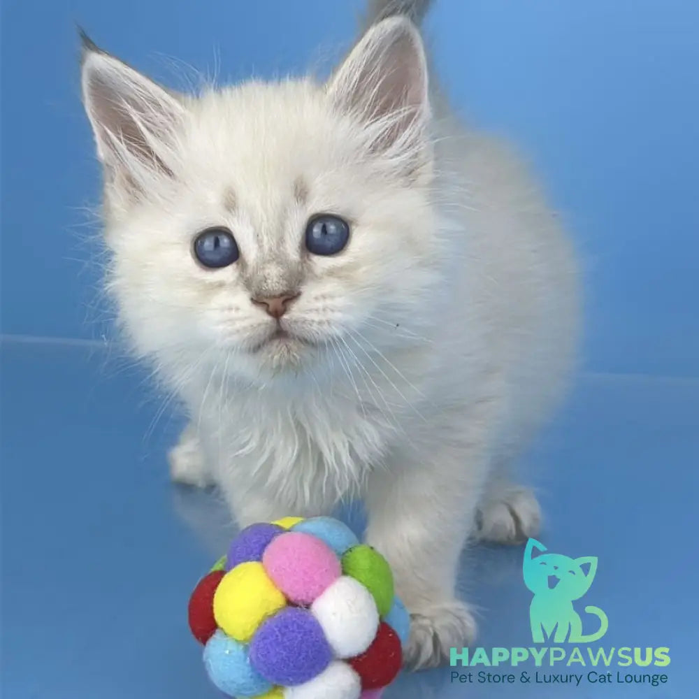 Xander Siberian male blue tabby pointed - live animals