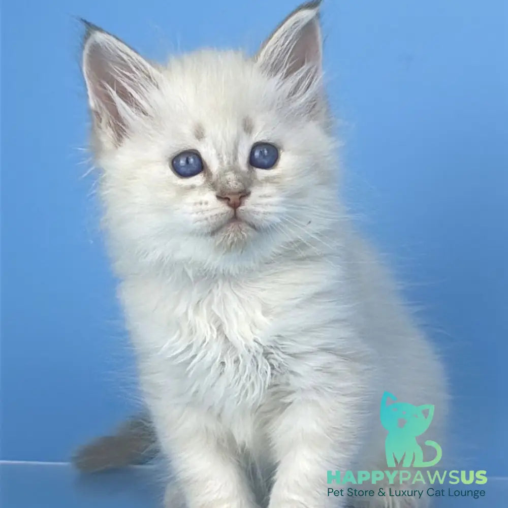 Xander Siberian male blue tabby pointed - live animals