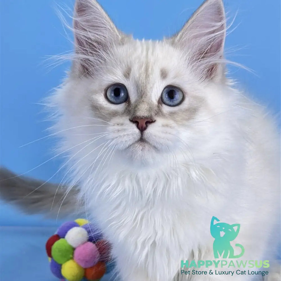Xander Siberian male blue tabby pointed - live animals