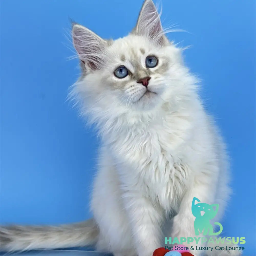 Xander Siberian male blue tabby pointed - live animals