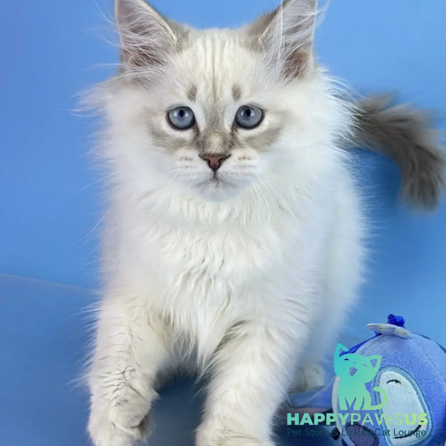 Xander Siberian male blue tabby pointed - live animals