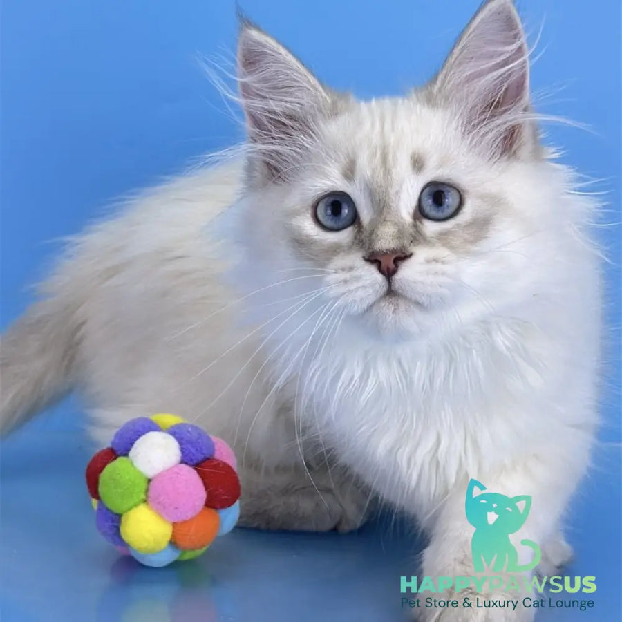 Xander Siberian male blue tabby pointed - live animals
