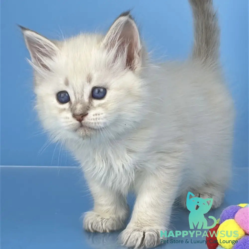 Xander Siberian male blue tabby pointed - live animals