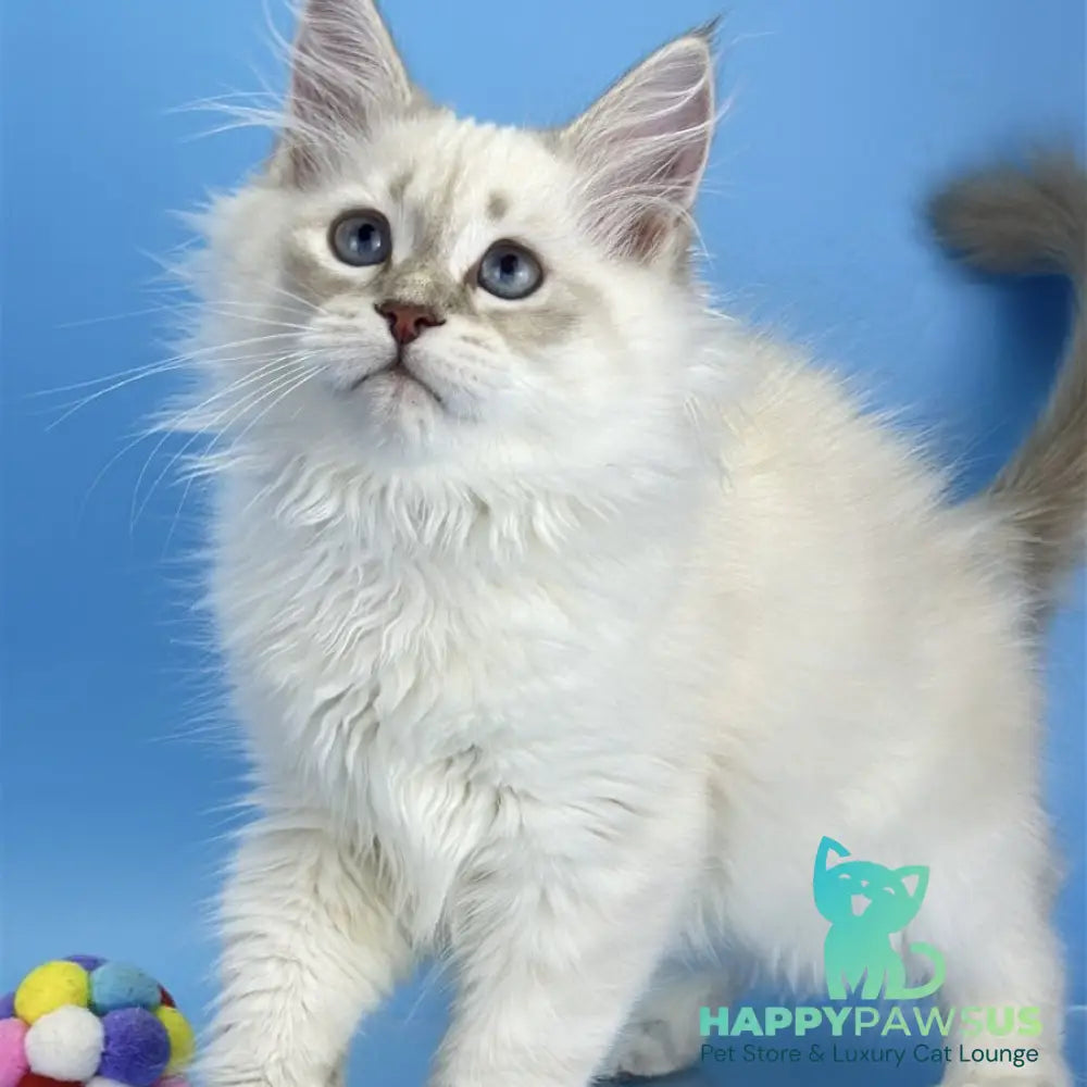 Xander Siberian male blue tabby pointed - live animals