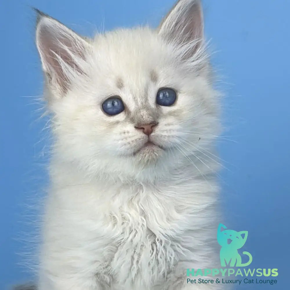 Xander Siberian male blue tabby pointed - live animals
