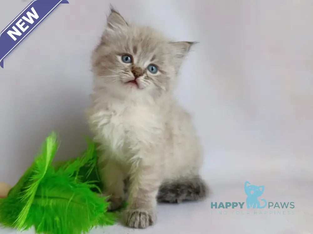 Xander Siberian male seal tabby pointed live animals