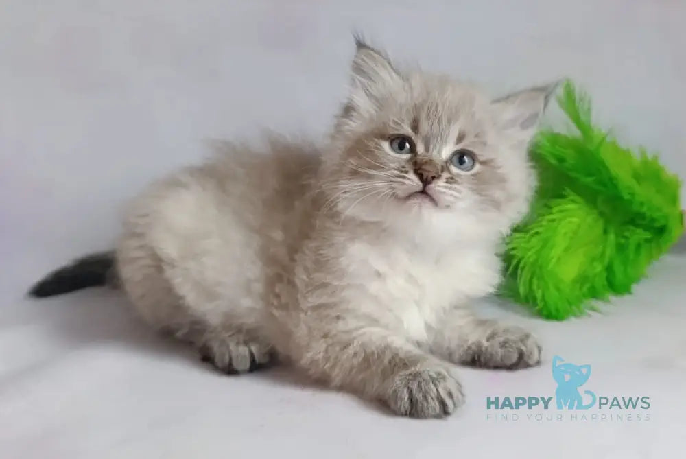 Xander Siberian male seal tabby pointed live animals