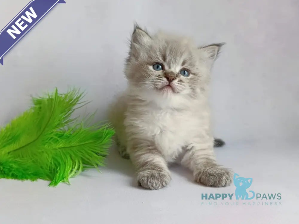 Xander Siberian male seal tabby pointed live animals