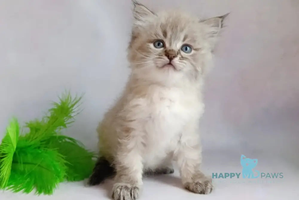 Xander Siberian male seal tabby pointed live animals