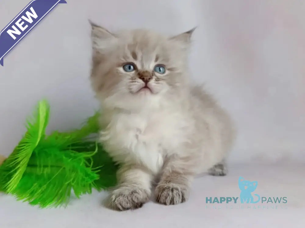 Xander Siberian male seal tabby pointed live animals